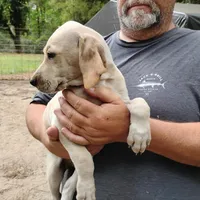Casper, a male German Shorthaired Pointer for sale in Defuniak Springs, FL – Photo 1 of 6