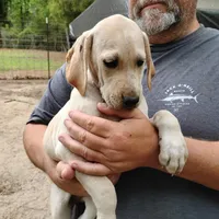 Casper, a male German Shorthaired Pointer for sale in Defuniak Springs, FL – Photo 5 of 6