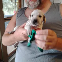 Casper, a male German Shorthaired Pointer for sale in Defuniak Springs, FL – Photo 6 of 7