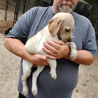 Casper, a male German Shorthaired Pointer for sale in Defuniak Springs, FL – Photo 6 of 6