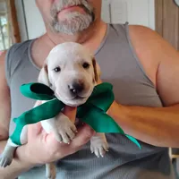 Casper, a male German Shorthaired Pointer for sale in Defuniak Springs, FL – Photo 2 of 7