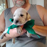 Casper, a male German Shorthaired Pointer for sale in Defuniak Springs, FL – Photo 5 of 7