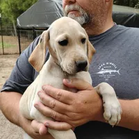 Casper, a male German Shorthaired Pointer for sale in Defuniak Springs, FL – Photo 4 of 6