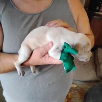 Casper, a male German Shorthaired Pointer for sale in Defuniak Springs, FL – Photo 7 of 7