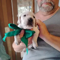 Casper, a male German Shorthaired Pointer for sale in Defuniak Springs, FL – Photo 3 of 7