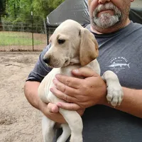 Casper, a male German Shorthaired Pointer for sale in Defuniak Springs, FL – Photo 2 of 6