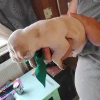 Casper, a male German Shorthaired Pointer for sale in Defuniak Springs, FL – Photo 4 of 7