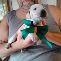 Casper, a male German Shorthaired Pointer for sale in Defuniak Springs, FL – Photo 1 of 7