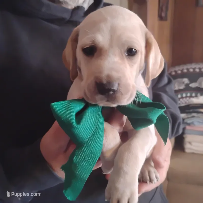 Casper – German Shorthaired Pointer puppy for sale in Defuniak Springs, FL
