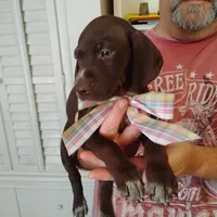 Remora, a female German Shorthaired Pointer for sale in Defuniak Springs, FL – 6 of 7