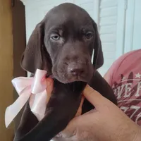Guppy, a female German Shorthaired Pointer for sale in Defuniak Springs, FL – 2 of 8