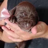 Guppy, a female German Shorthaired Pointer for sale in Defuniak Springs, FL – 6 of 7
