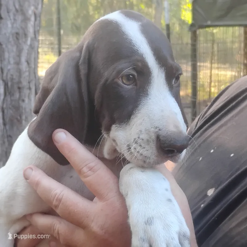 Sebastian  – German Shorthaired Pointer puppy for sale in Defuniak Springs, FL