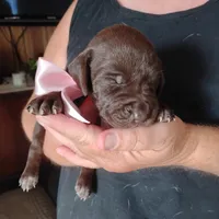Guppy, a female German Shorthaired Pointer for sale in Defuniak Springs, FL – 2 of 7