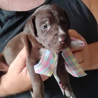 Remora, a female German Shorthaired Pointer for sale in Defuniak Springs, FL – 2 of 6