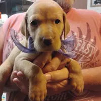 Lilac, a female Labrador Retriever for sale in Defuniak Springs, FL – 6 of 8