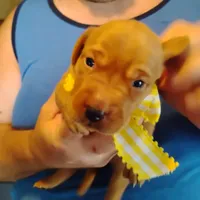 Sunny Flower, a female Labrador Retriever for sale in Defuniak Springs, FL – 5 of 9