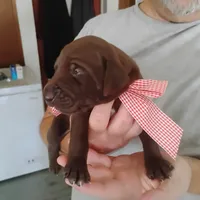 Evelyn, a female German Shorthaired Pointer for sale in Defuniak Springs, FL – 1 of 8
