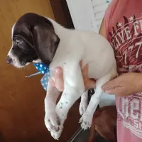 Barracuda, a male German Shorthaired Pointer for sale in Defuniak Springs, FL – 5 of 6