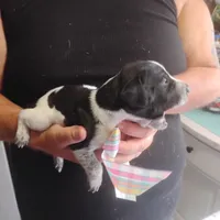 Betsy, a female German Shorthaired Pointer for sale in Defuniak Springs, FL – 10 of 10