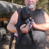 Curtis, a male German Shorthaired Pointer for sale in Defuniak Springs, FL – 3 of 10