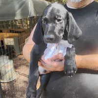 Will, a male German Shorthaired Pointer for sale in Defuniak Springs, FL – 4 of 10