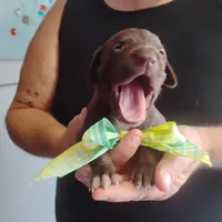 Homer , a male German Shorthaired Pointer for sale in Defuniak Springs, FL – 3 of 10