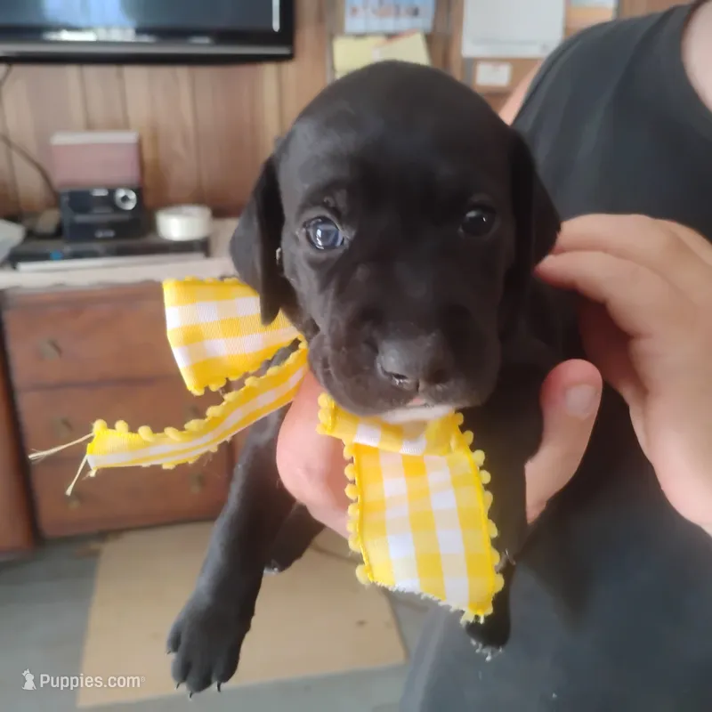 Audrey – German Shorthaired Pointer puppy for sale in Defuniak Springs, FL