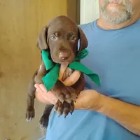 Sigmond , a male German Shorthaired Pointer for sale in Defuniak Springs, FL – 4 of 10