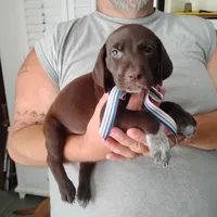 Petunia, a female German Shorthaired Pointer for sale in Defuniak Springs, FL – 2 of 8