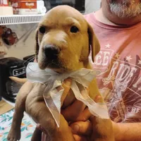 Ollie, a male Labrador Retriever for sale in Defuniak Springs, FL – 5 of 8