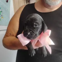Winnie, a female German Shorthaired Pointer for sale in Defuniak Springs, FL – 5 of 7