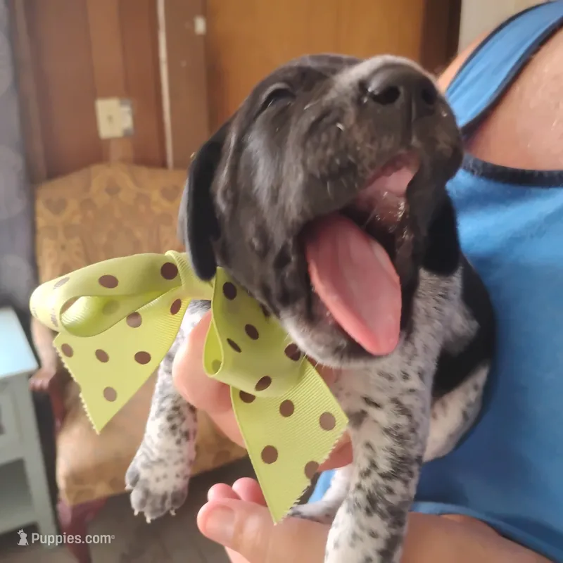 Spumoni  – German Shorthaired Pointer puppy for sale in Defuniak Springs, FL