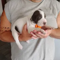 Horace, a male German Shorthaired Pointer for sale in Defuniak Springs, FL – 2 of 8