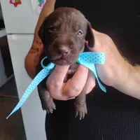 Edward, a male German Shorthaired Pointer for sale in Defuniak Springs, FL – 2 of 9