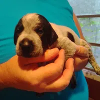 Eddy, a male German Shorthaired Pointer for sale in Defuniak Springs, FL – 4 of 8