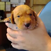 Jeffrey , a male Labrador Retriever for sale in Defuniak Springs, FL – 4 of 7