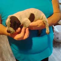 Eddy, a male German Shorthaired Pointer for sale in Defuniak Springs, FL – 6 of 8