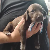 Petunia, a female German Shorthaired Pointer for sale in Defuniak Springs, FL – 8 of 8
