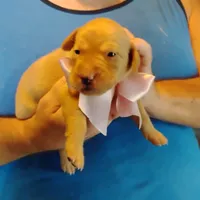 Posie, a female Labrador Retriever for sale in Defuniak Springs, FL – 2 of 10
