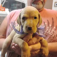 Lilac, a female Labrador Retriever for sale in Defuniak Springs, FL – 2 of 8
