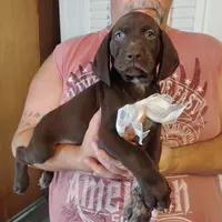 Marlin, a male German Shorthaired Pointer for sale in Defuniak Springs, FL – 6 of 7