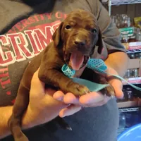 Elmer Fudd , a male German Shorthaired Pointer for sale in Defuniak Springs, FL – 4 of 7