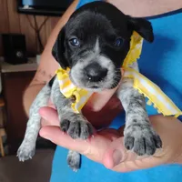 Peach Cobbler, a female German Shorthaired Pointer for sale in Defuniak Springs, FL – 7 of 9