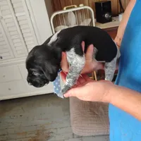 Neopolitan , a male German Shorthaired Pointer for sale in Defuniak Springs, FL – 9 of 10