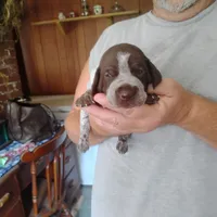 Genevieve, a female German Shorthaired Pointer for sale in Defuniak Springs, FL – 4 of 10