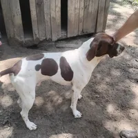 Hank, a male German Shorthaired Pointer for sale in Defuniak Springs, FL – 6 of 10