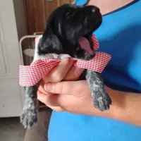 Strawberry Shortcake, a female German Shorthaired Pointer for sale in Defuniak Springs, FL – 6 of 8