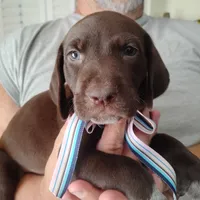 Petunia, a female German Shorthaired Pointer for sale in Defuniak Springs, FL – 3 of 8
