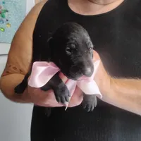 Winnie, a female German Shorthaired Pointer for sale in Defuniak Springs, FL – 6 of 7